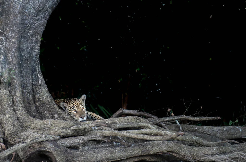 From a past Art of Seeing Pantanal photography adventure