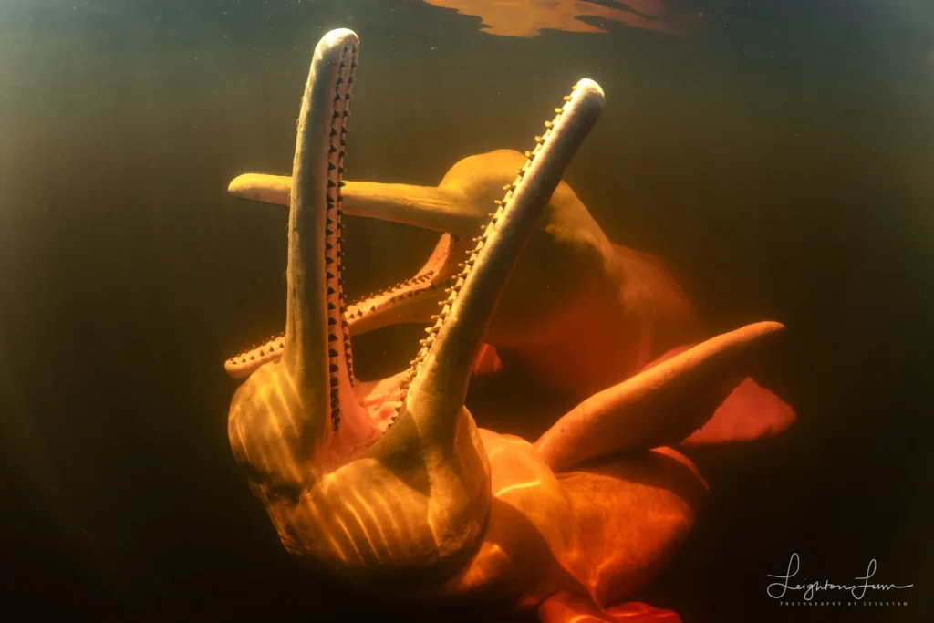 From a past Art of Seeing Pantanal photography adventure