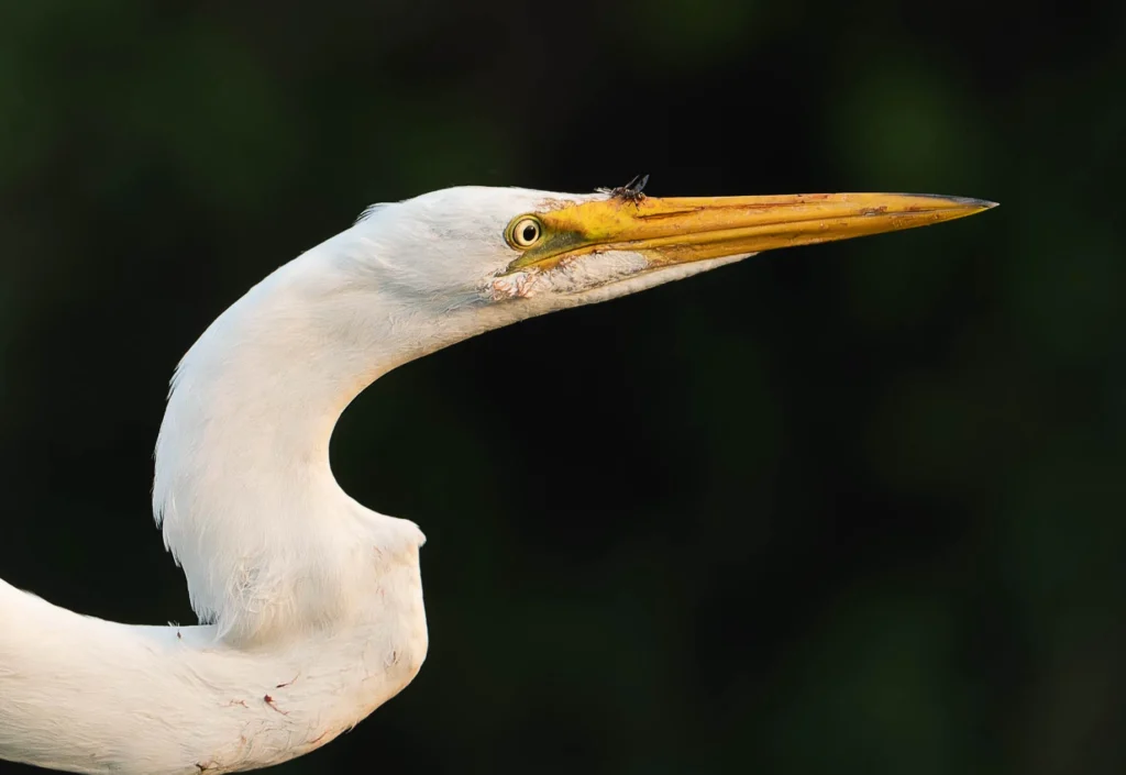 From a past Art of Seeing Pantanal photography adventure