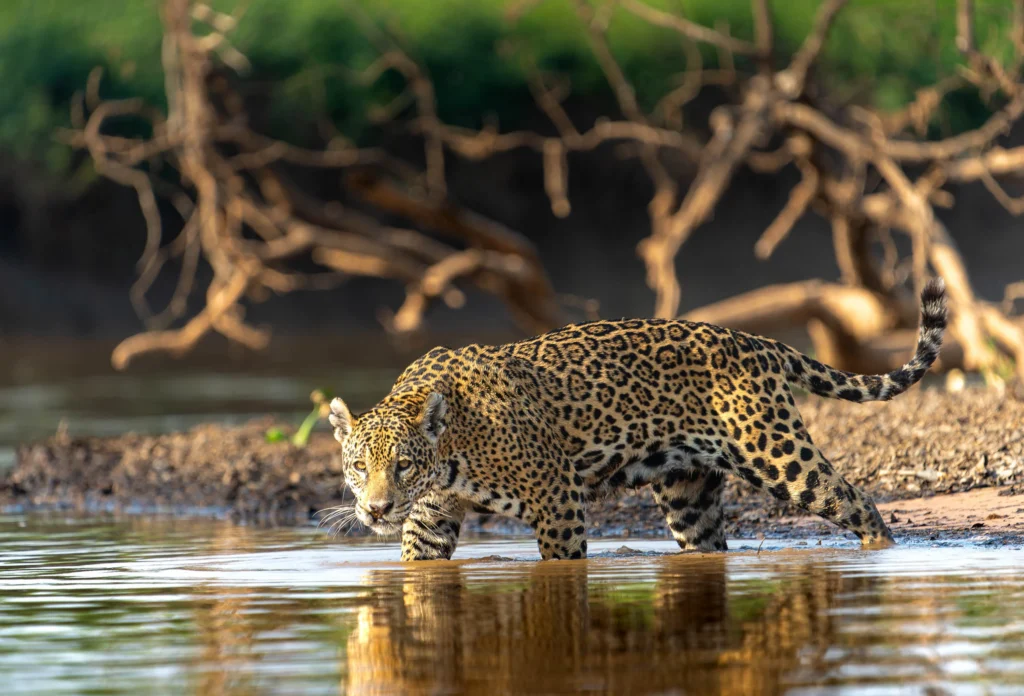 From a past Art of Seeing Pantanal photography adventure
