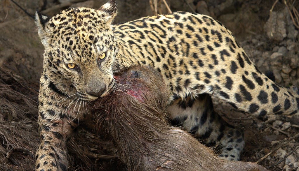 From a past Art of Seeing Pantanal photography adventure