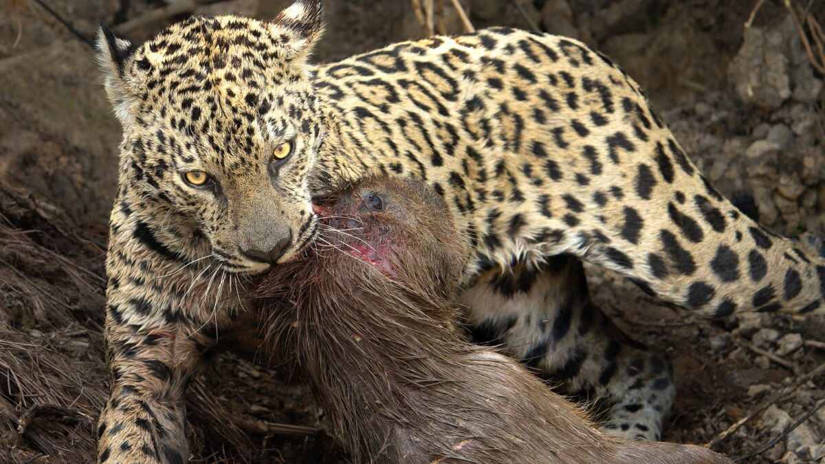 Pantanal 2027