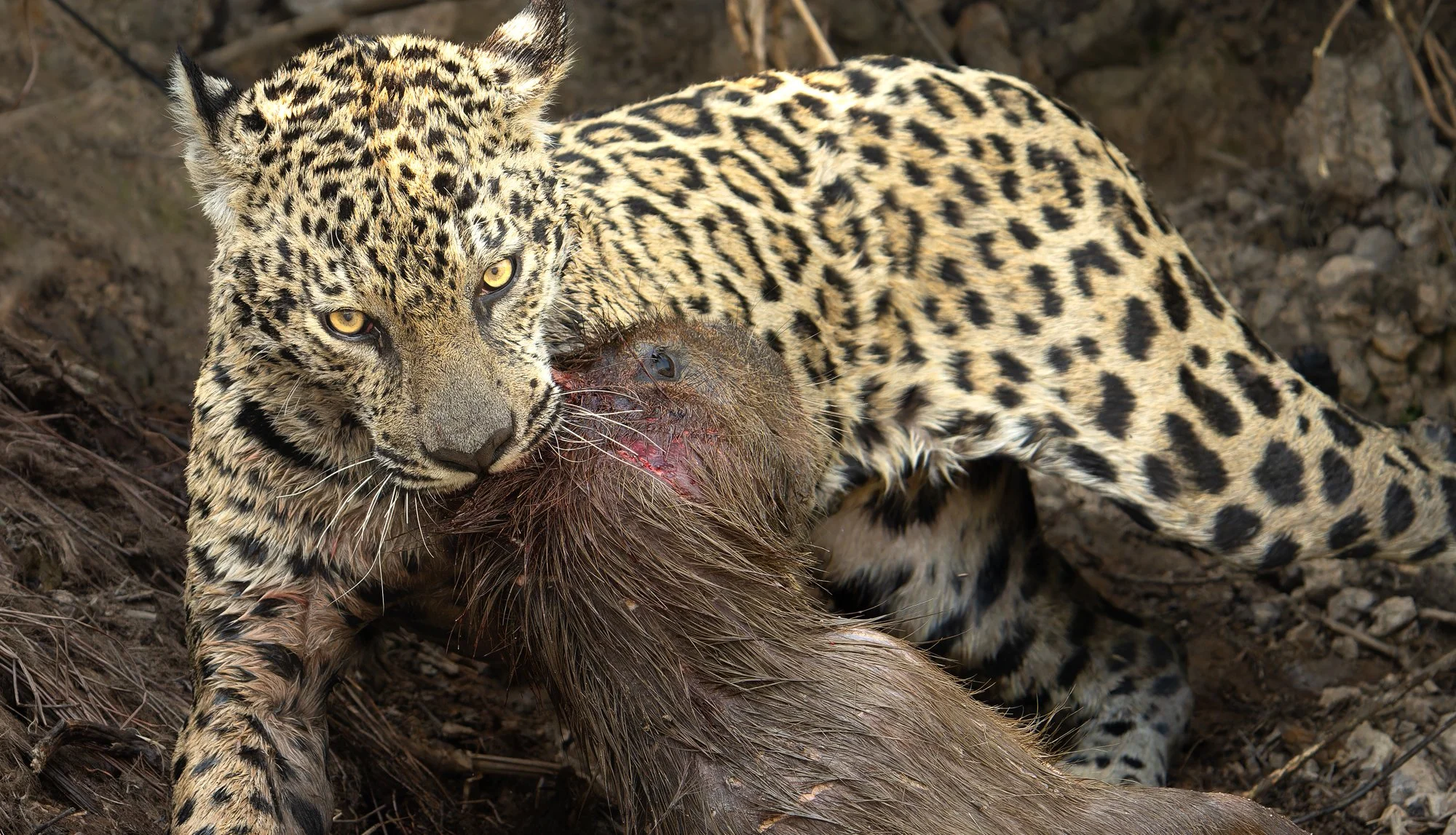 A jaguar with its prey on a riverbank — Pantanal jaguar photography workshop, Brazil