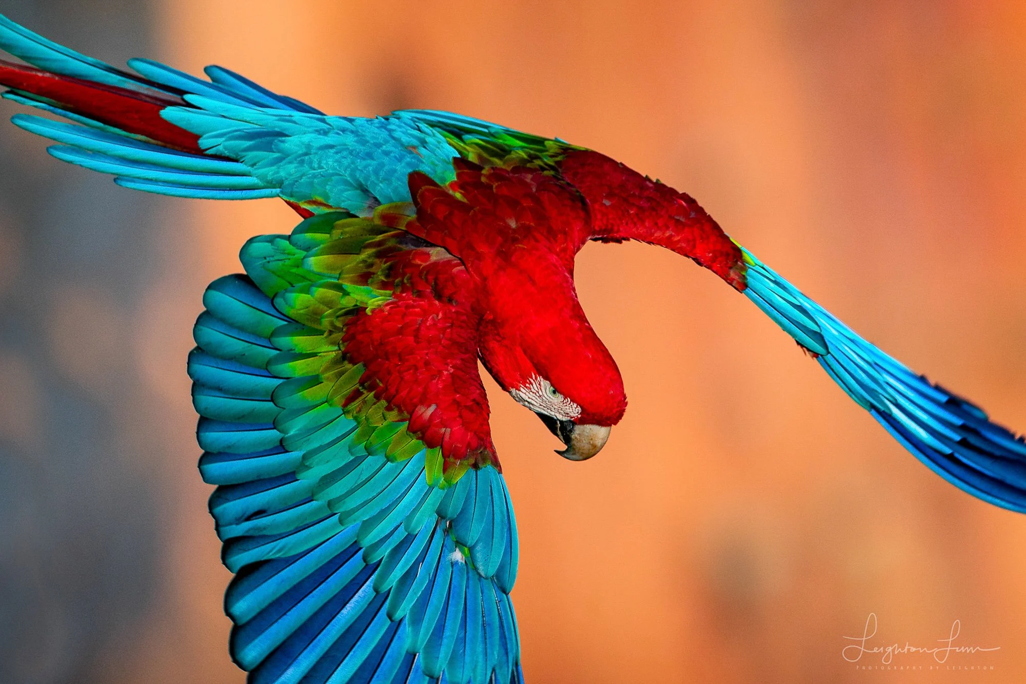 A red-and-green macaw in flight, Pantanal, Brazil
