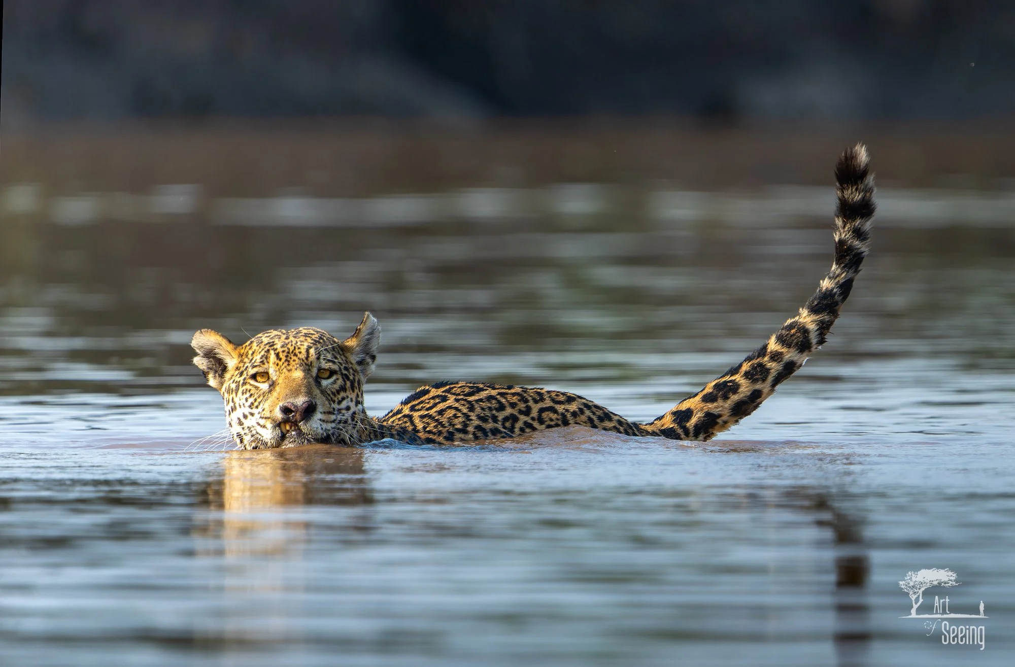 A jaguar swimming across a river in the Pantanal, Brazil