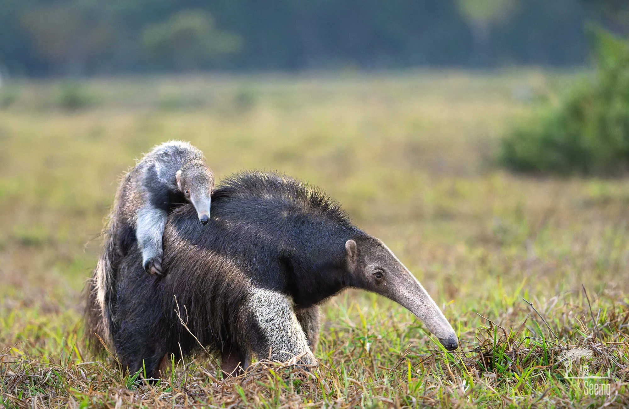 A giant anteater walking through grassland, Pantanal, Brazil