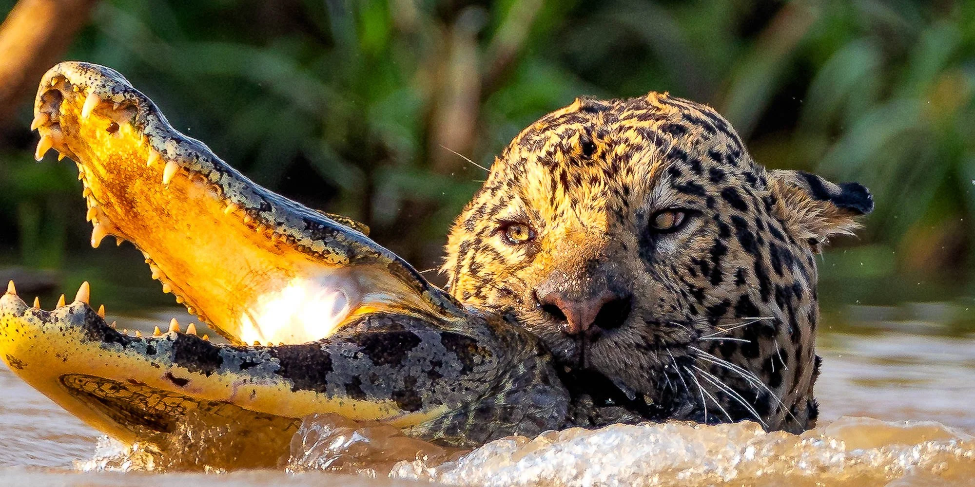 From a past Art of Seeing Pantanal photography adventure