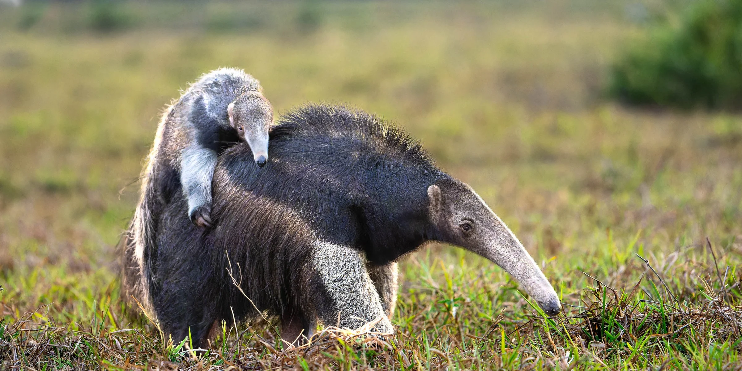 From a past Art of Seeing Pantanal photography adventure