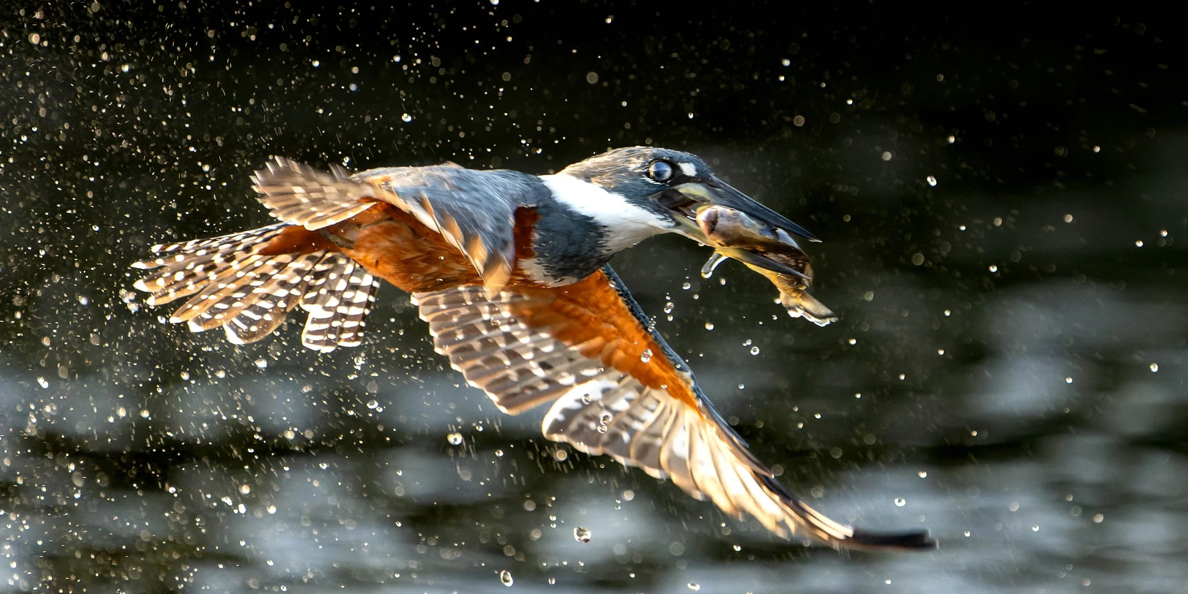 From a past Art of Seeing Pantanal photography adventure