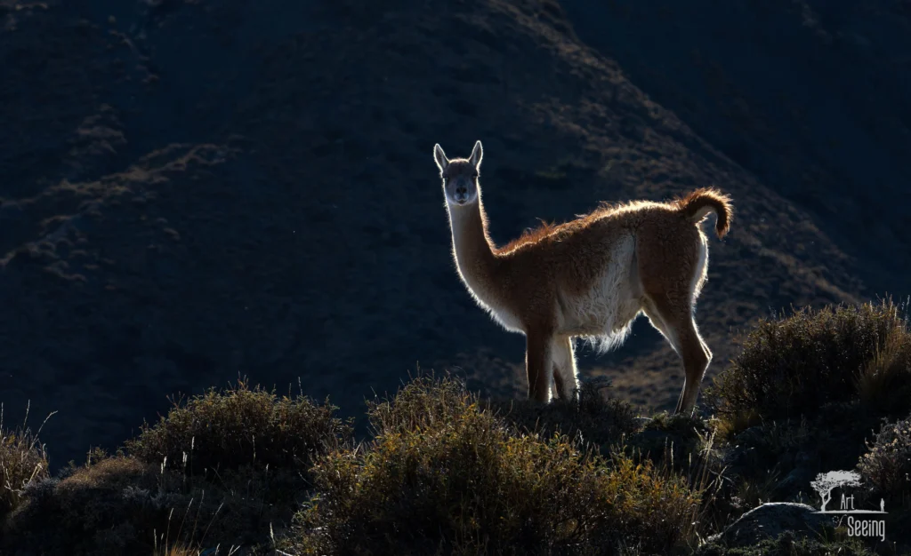 From a past Art of Seeing Patagonia photography adventure