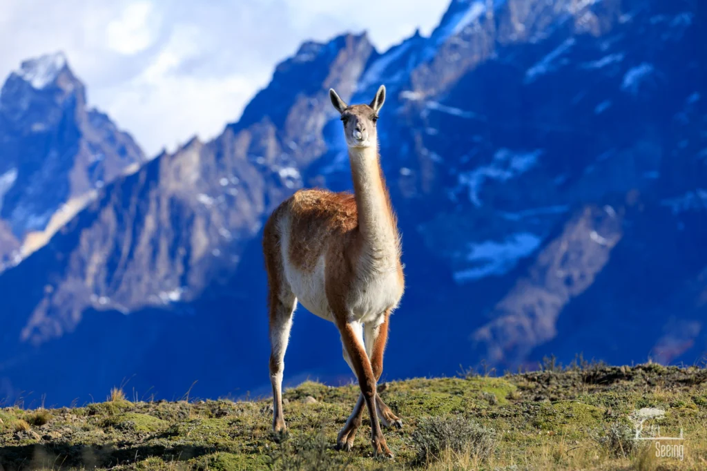 From a past Art of Seeing Patagonia photography adventure