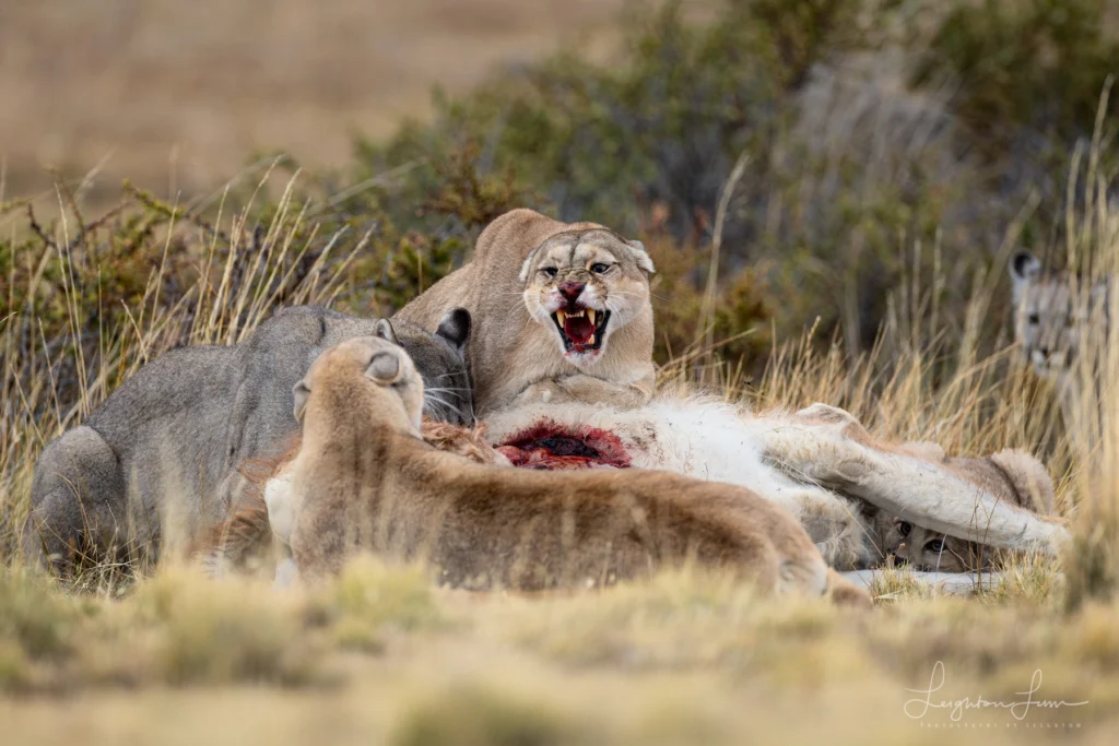 From a past Art of Seeing Patagonia photography adventure