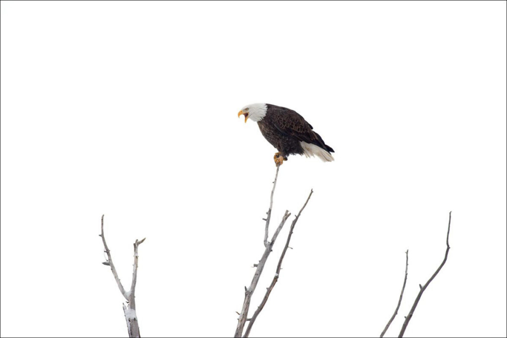 A bald eagle on a bare branch