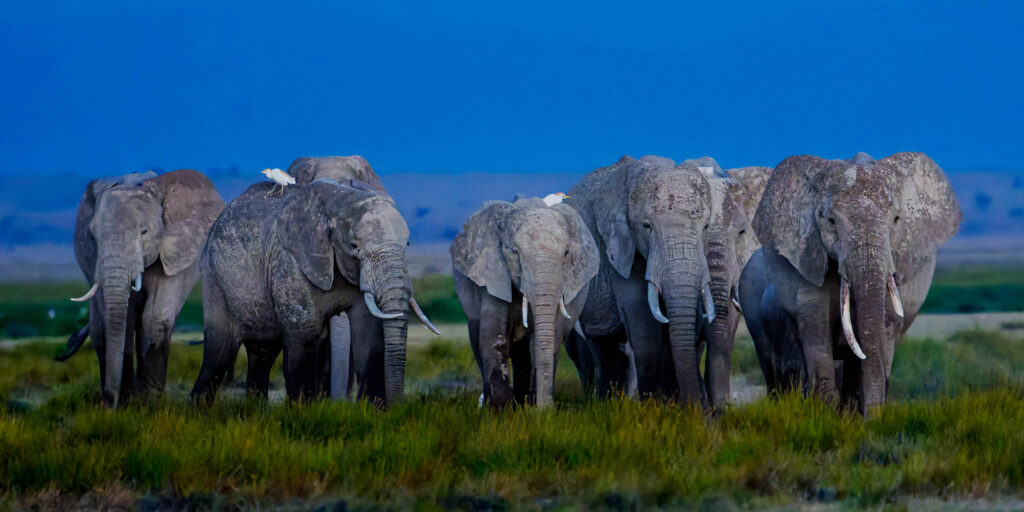 From a past Art of Seeing Africa adventure