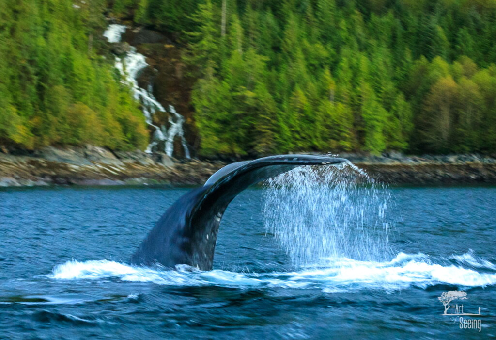 A photograph from an Art of Seeing Spirit Bears of the Great Bear Rainforest workshop