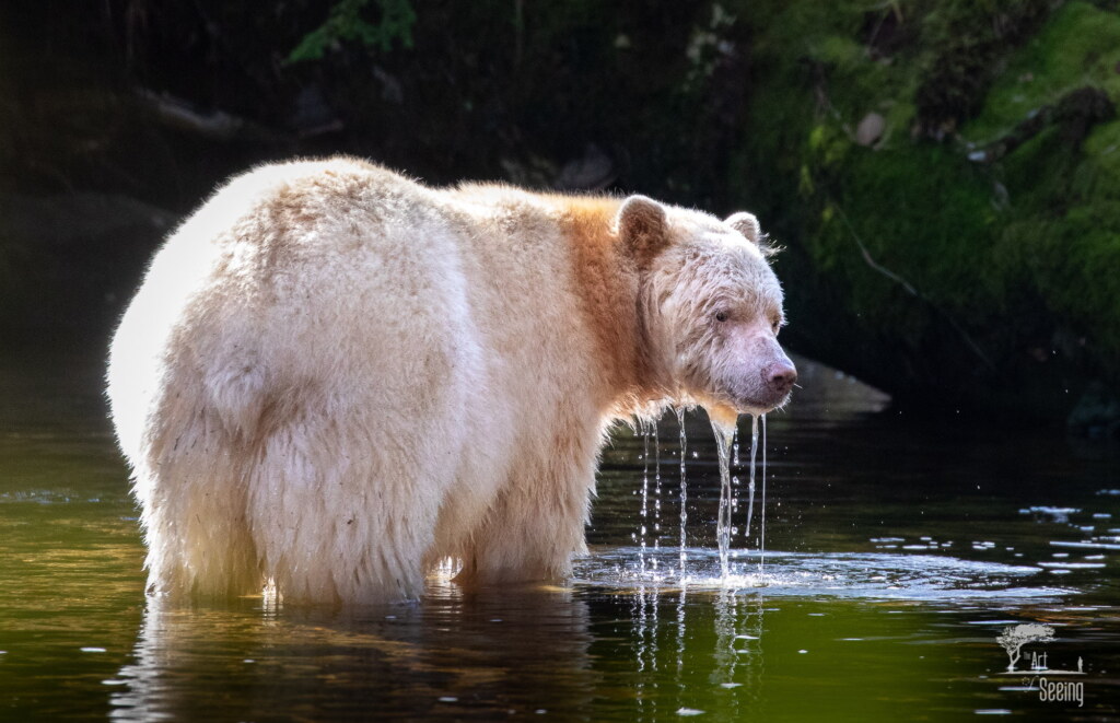 A photograph from an Art of Seeing Spirit Bears of the Great Bear Rainforest workshop