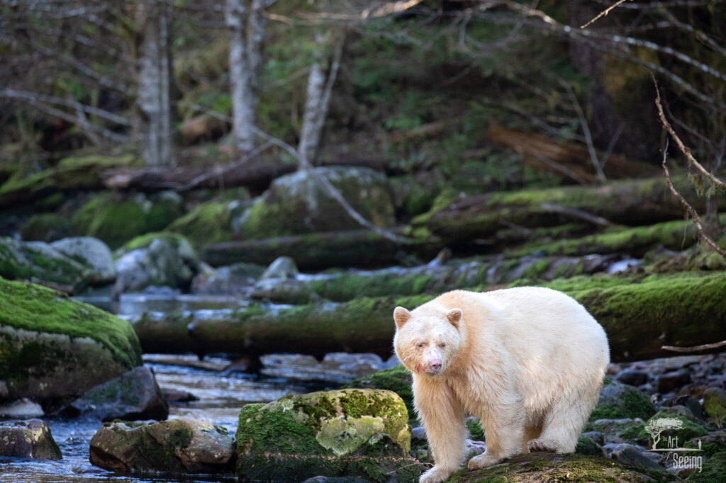 A photograph from an Art of Seeing Spirit Bears of the Great Bear Rainforest workshop