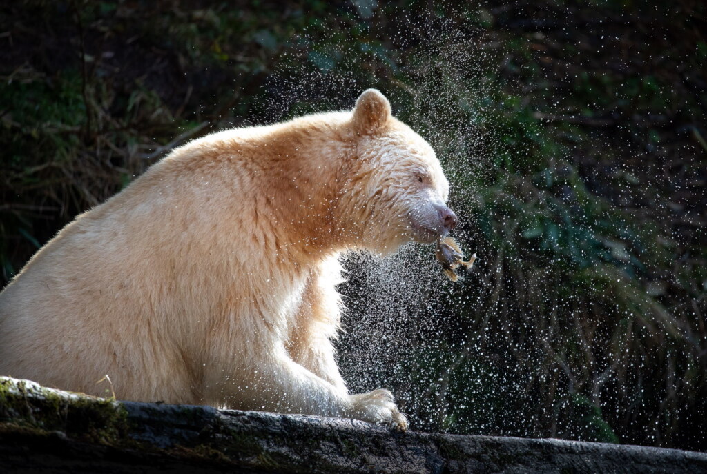 A photograph from an Art of Seeing Spirit Bears of the Great Bear Rainforest workshop