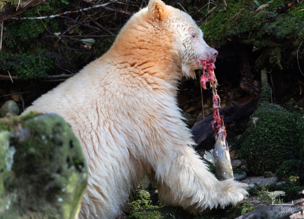 A photograph from an Art of Seeing Spirit Bears of the Great Bear Rainforest workshop