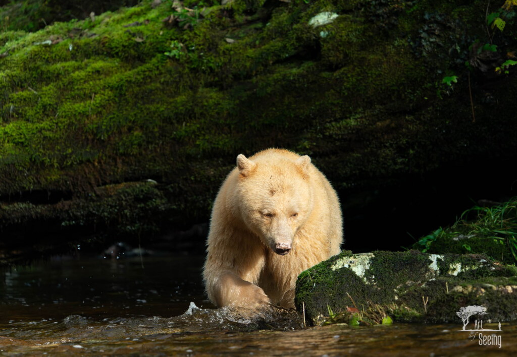 A photograph from an Art of Seeing Spirit Bears of the Great Bear Rainforest workshop
