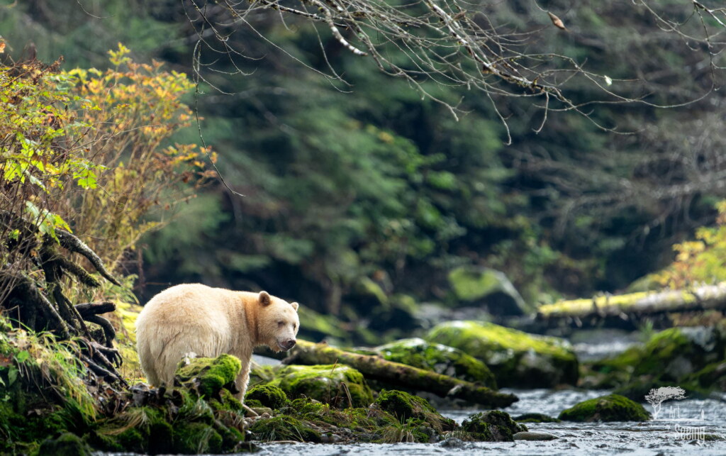 A photograph from an Art of Seeing Spirit Bears of the Great Bear Rainforest workshop