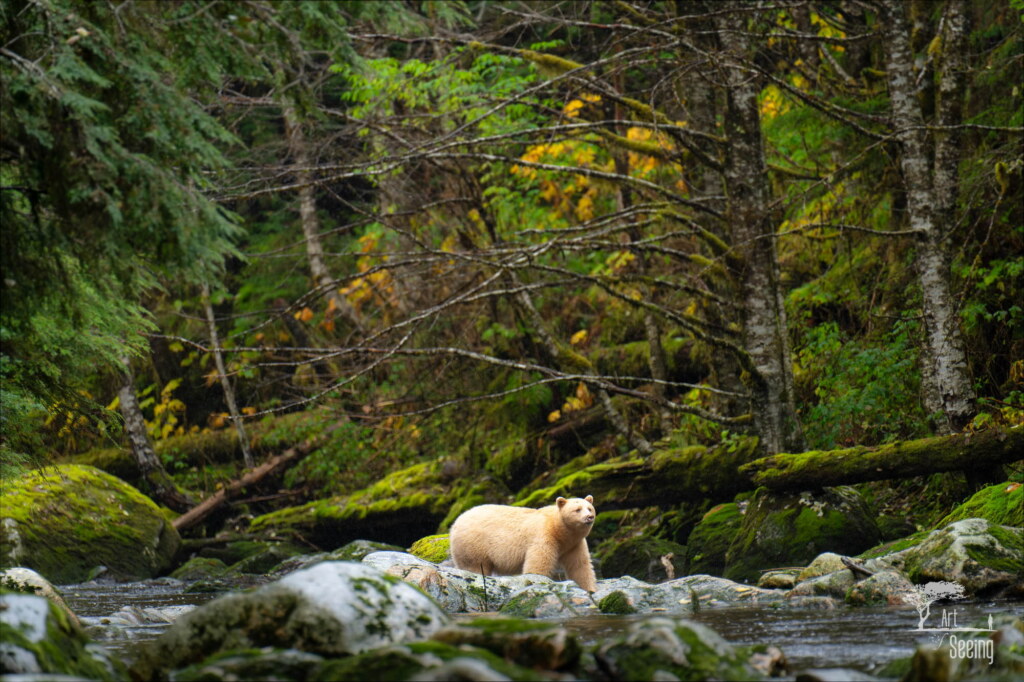A photograph from an Art of Seeing Spirit Bears of the Great Bear Rainforest workshop