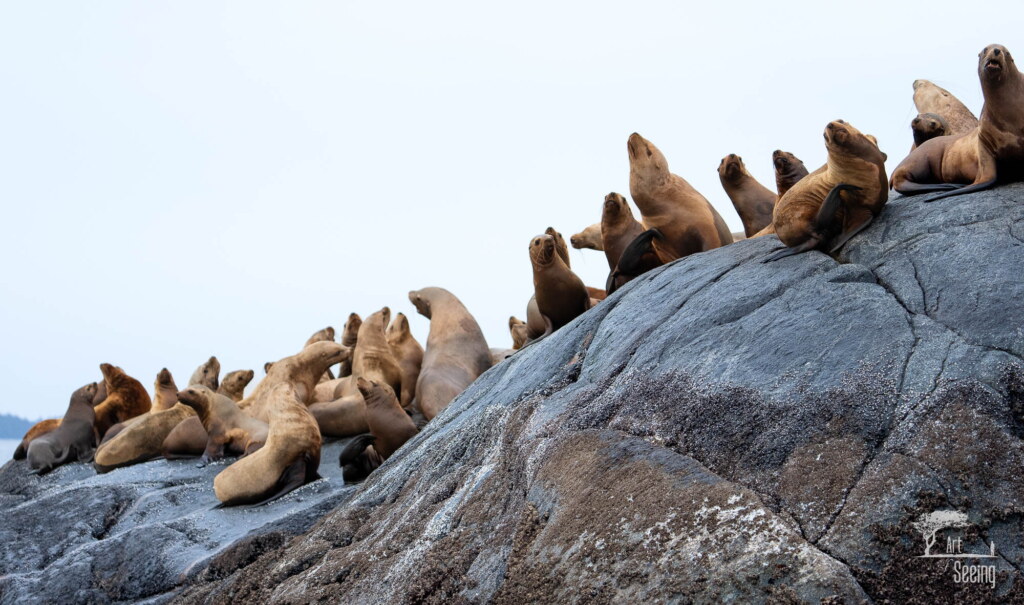 A photograph from an Art of Seeing Spirit Bears of the Great Bear Rainforest workshop