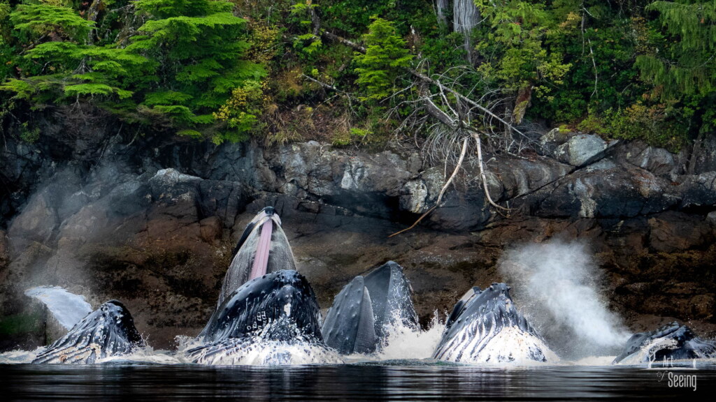 A photograph from an Art of Seeing Spirit Bears of the Great Bear Rainforest workshop