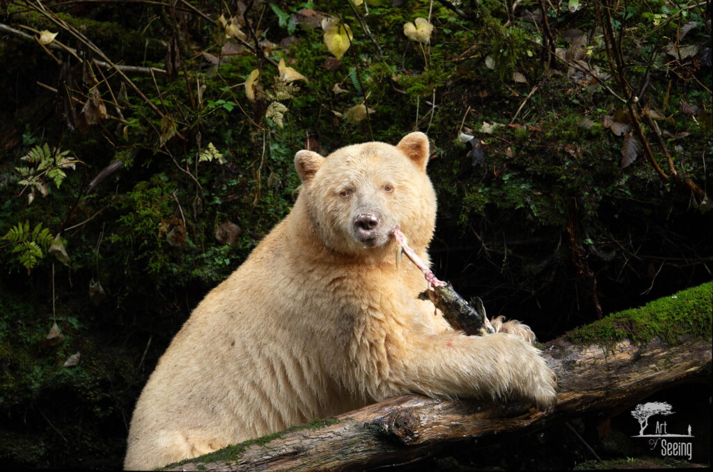 A photograph from an Art of Seeing Spirit Bears of the Great Bear Rainforest workshop