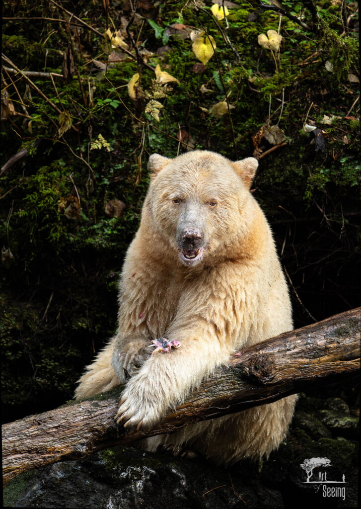 A photograph from an Art of Seeing Spirit Bears of the Great Bear Rainforest workshop