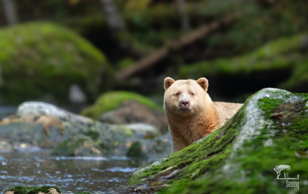 A photograph from an Art of Seeing Spirit Bears of the Great Bear Rainforest workshop