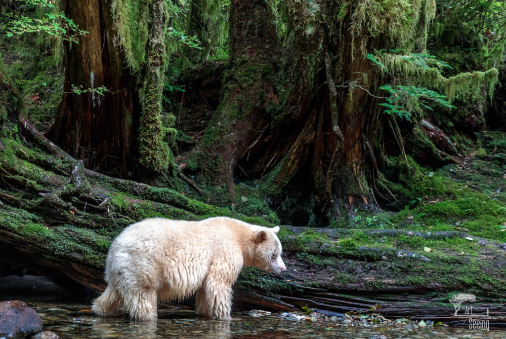 A photograph from an Art of Seeing Spirit Bears of the Great Bear Rainforest workshop