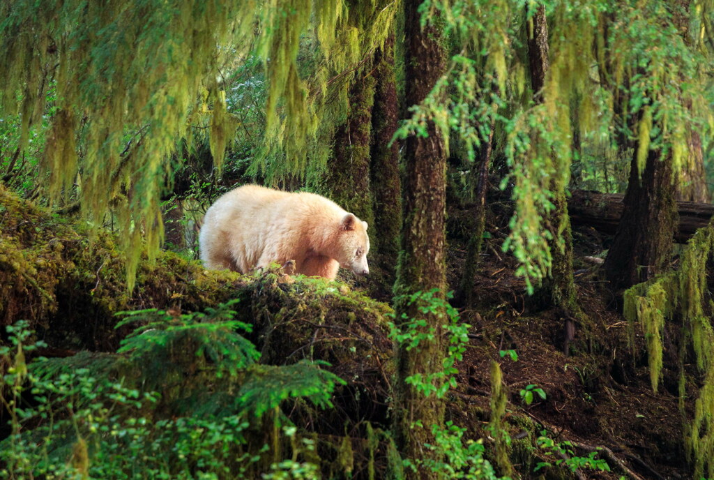 A photograph from an Art of Seeing Spirit Bears of the Great Bear Rainforest workshop