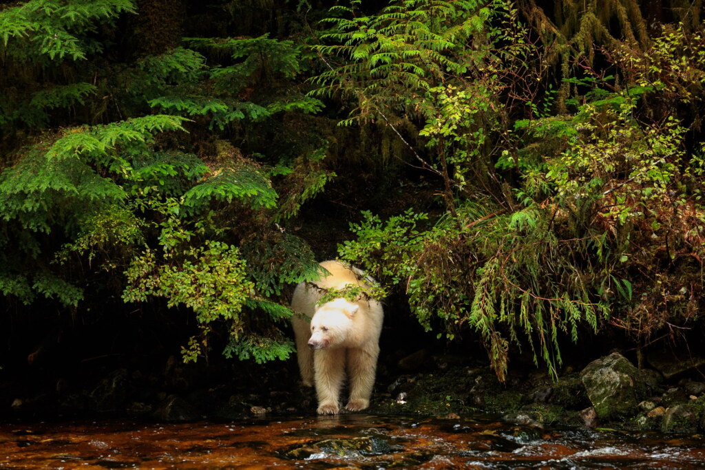A photograph from an Art of Seeing Spirit Bears of the Great Bear Rainforest workshop