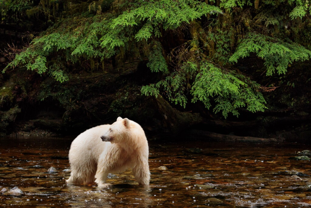 A photograph from an Art of Seeing Spirit Bears of the Great Bear Rainforest workshop
