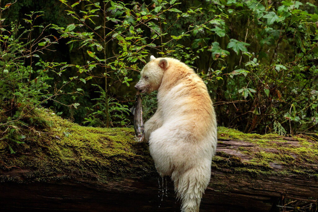 A photograph from an Art of Seeing Spirit Bears of the Great Bear Rainforest workshop