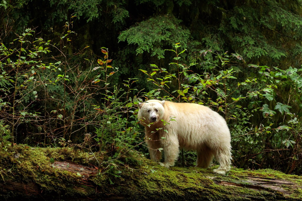 A photograph from an Art of Seeing Spirit Bears of the Great Bear Rainforest workshop