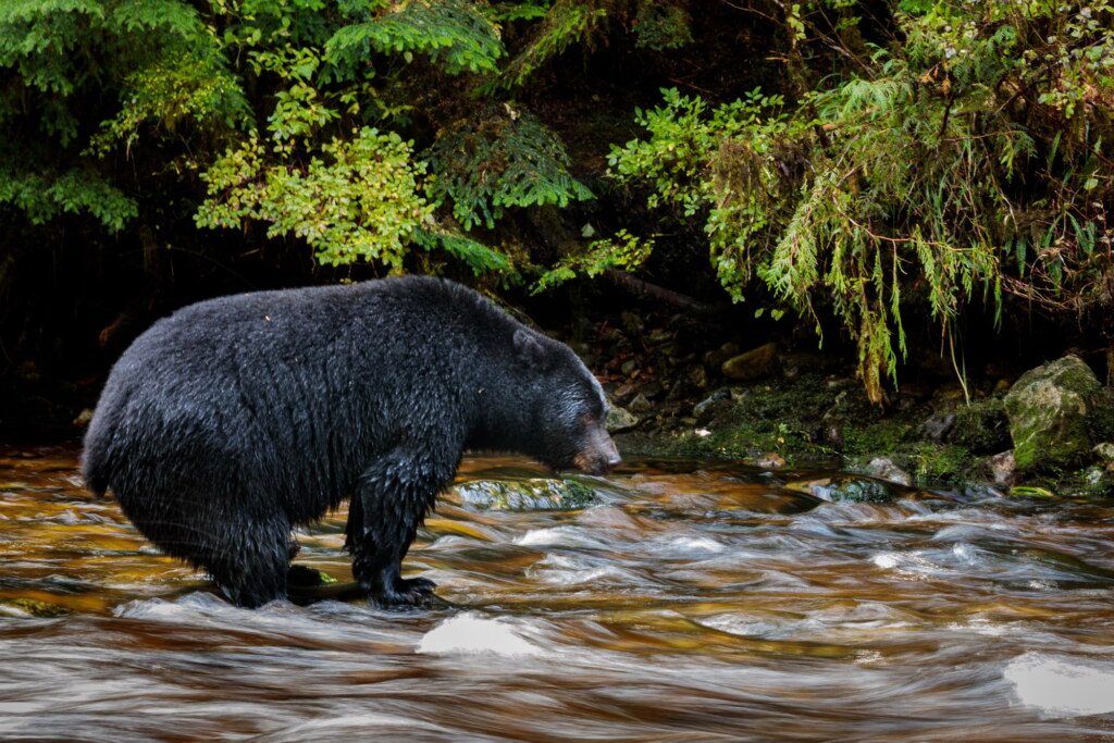 A photograph from an Art of Seeing Spirit Bears of the Great Bear Rainforest workshop