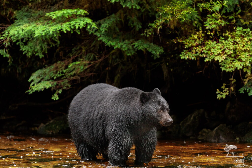 A photograph from an Art of Seeing Spirit Bears of the Great Bear Rainforest workshop