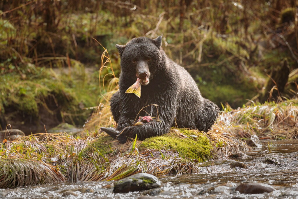 A photograph from an Art of Seeing Spirit Bears of the Great Bear Rainforest workshop