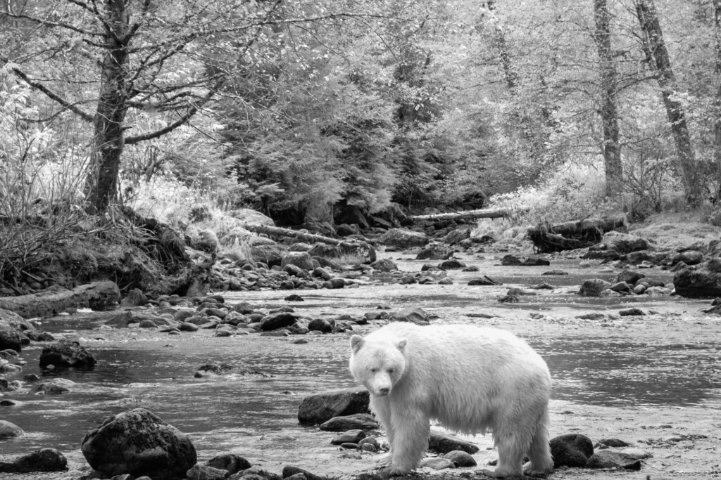 A photograph from an Art of Seeing Spirit Bears of the Great Bear Rainforest workshop
