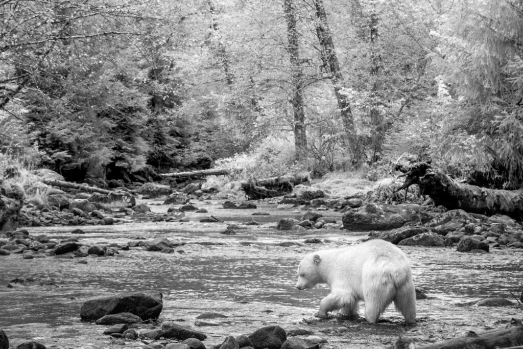 A photograph from an Art of Seeing Spirit Bears of the Great Bear Rainforest workshop