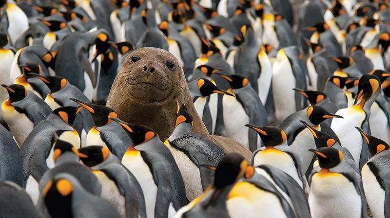 An elephant seal pup among a colony of king penguins