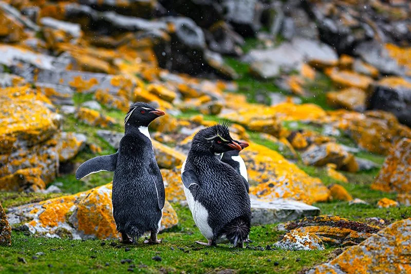 A pair of crested penguins on lichen-covered rocks, New Zealand Subantarctic Islands