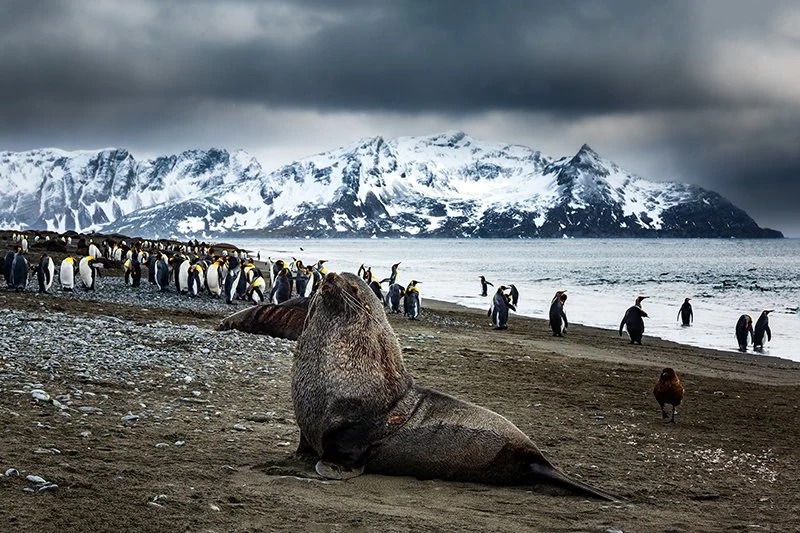 A fur seal and king penguins on a beach below snowy peaks — Subantarctic Islands photography expedition