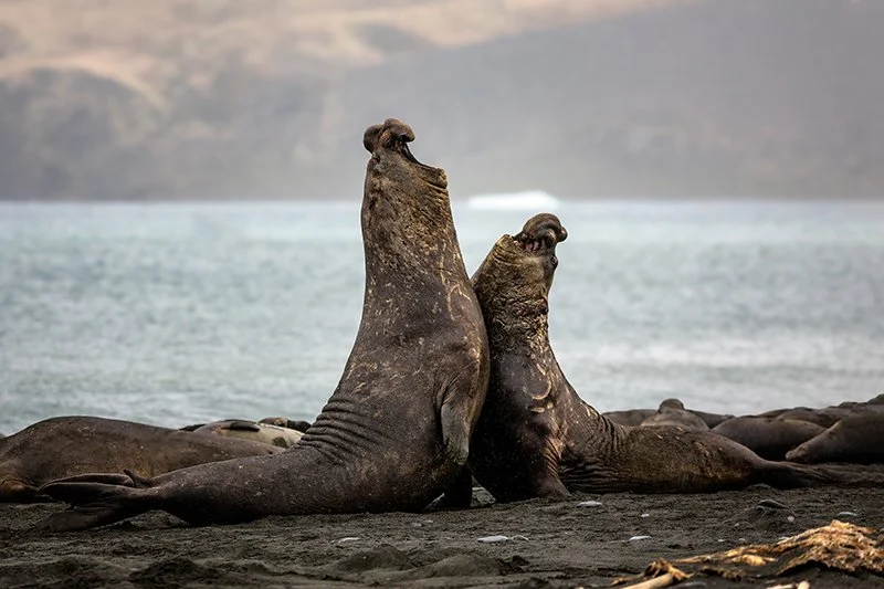 Two elephant seals sparring on a beach