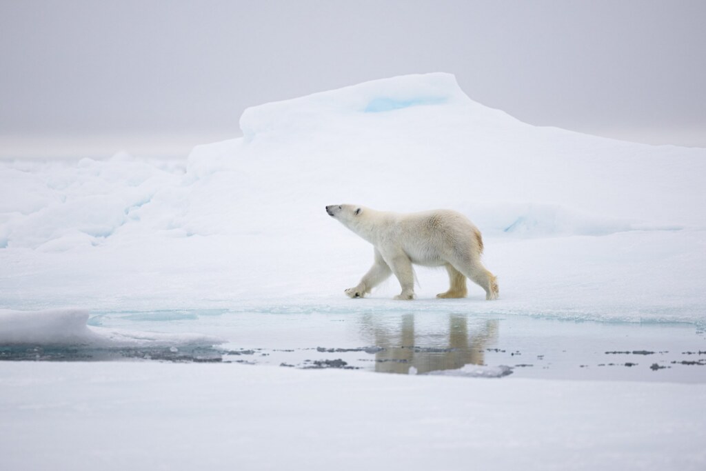 From a past Art of Seeing Svalbard Polar Bears adventure