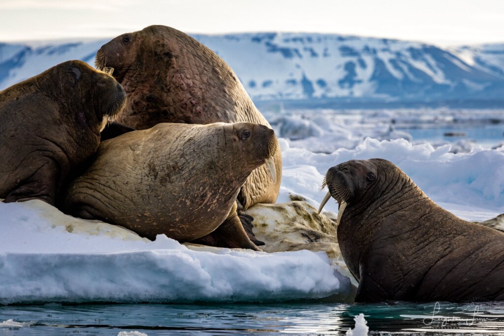 From a past Art of Seeing Svalbard Polar Bears adventure
