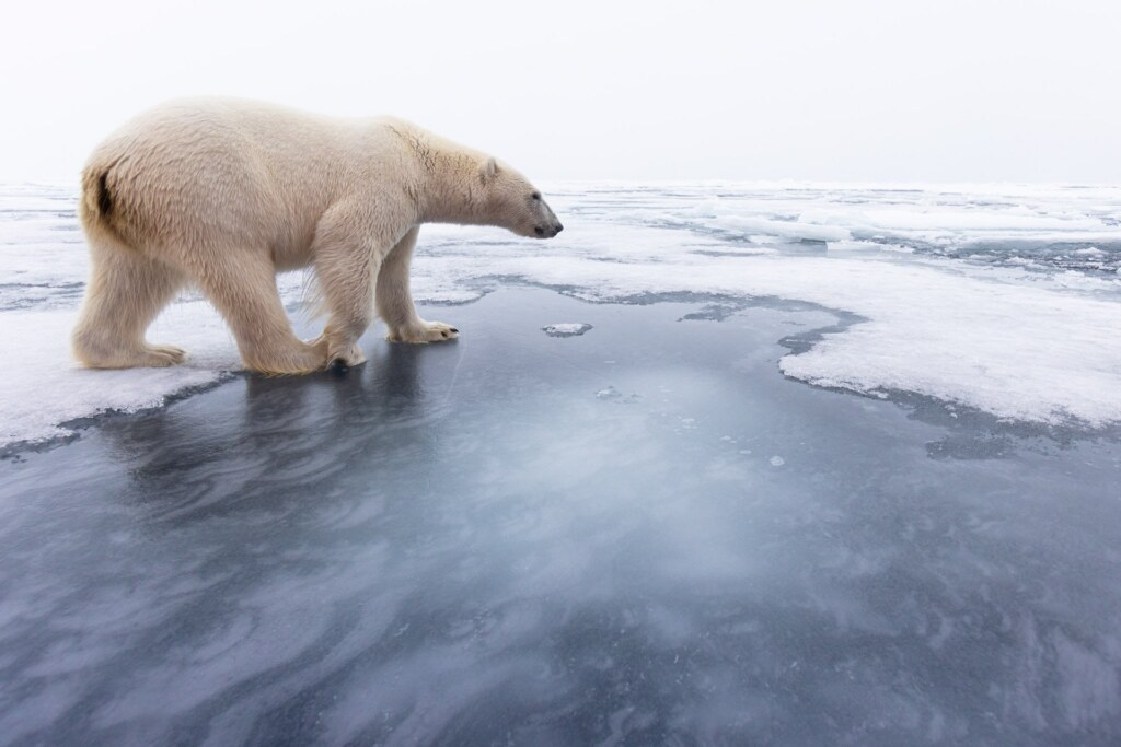 From a past Art of Seeing Svalbard Polar Bears adventure