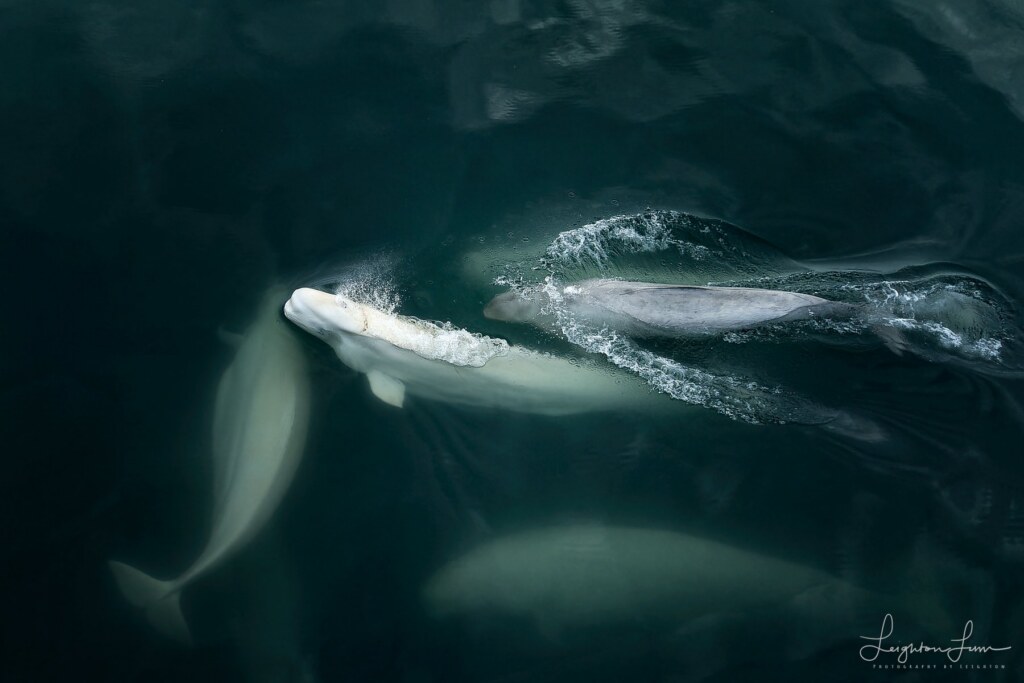 From a past Art of Seeing Svalbard Polar Bears adventure